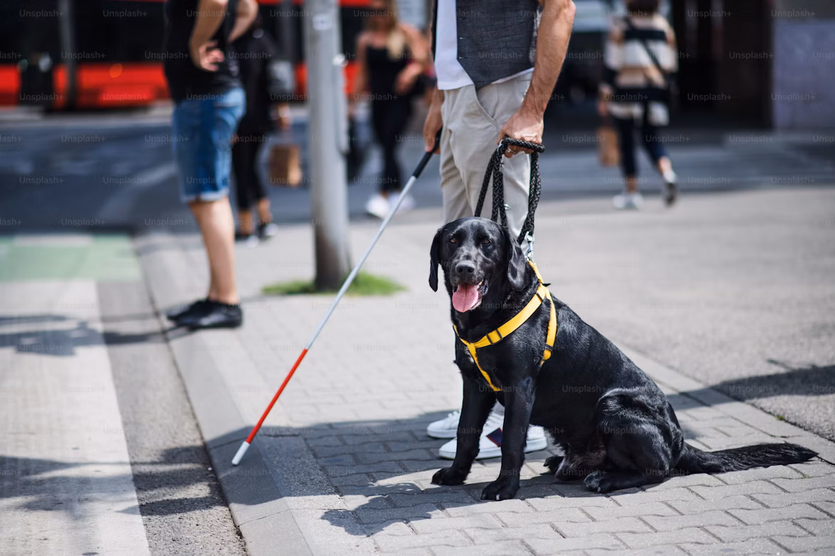 Blind man with guide dog in a city